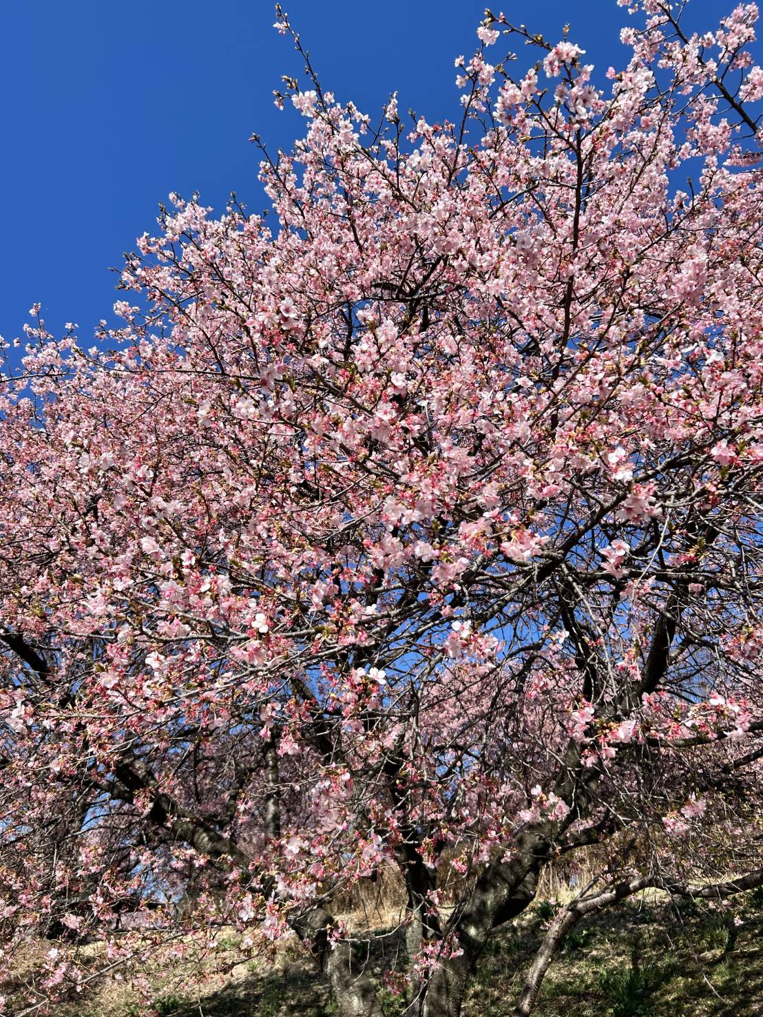 ohana開設５周年の挨拶